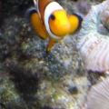 Ocellaris Clownfish With there babes