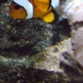 Ocellaris Clownfish With there babes