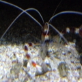 Banded Coral Shrimp