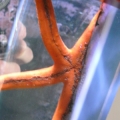 Starfish
