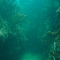 Nice reef we were on