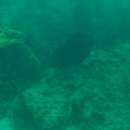 Love the Ledge of reef's