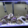 My 29 gallon with live rock 3/31/10