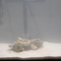 Live Rock, 25lbs Live Sand, and 25 Gallons Already Made Salt Water.