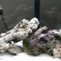 3/09/10 Our Second Batch of Live Rock W/2 Turbo Snails