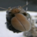 Turbo Snail