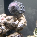 turbo snail and  blue legged crab