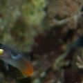 Trying to eat some mysis shrimp