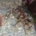 PomPom crab who used to live in the PicoTope