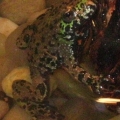 toad 1