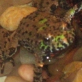 toad 2