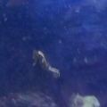 1st seahorse. Different pics