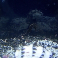 1st seahorse. Different pics