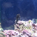 1st seahorse. Different pics