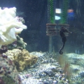 1st seahorse. Different pics