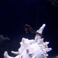 1st seahorse. Different pics