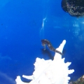 1st seahorse. Different pics