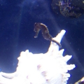 1st seahorse. Different pics