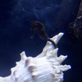 1st seahorse. Different pics