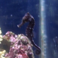 My 2nd seahorse. Different pics