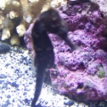 1st seahorse. Different pics