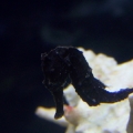 My 2nd seahorse. Different pics
