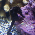 1st seahorse. Different pics