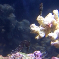My 2 seahorses together