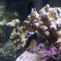 My 2 seahorses together
