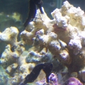 My 2 seahorses together
