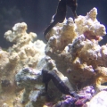 My 2 seahorses together