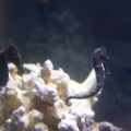 My 2 seahorses together