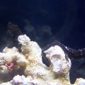 My 2 seahorses together