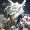 My 2 seahorses together