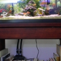 29 gal