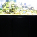 72 bow front reef tank