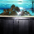 125 gal. Rays, shark, and eel