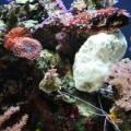 After xenia removal