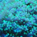 Frogspawn