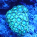 green zoas