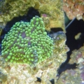 green florida ric