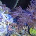 Xenia and tri color florida ric