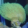 toadstool mushroom