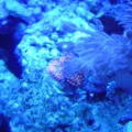 tri color ric under actinic