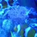 mated pair of clowns