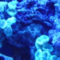 candy canes and devils hand coral