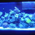 full tank shot