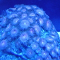 pink and purple zoas