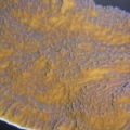 orange montipora