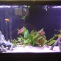 before it was a reef tank